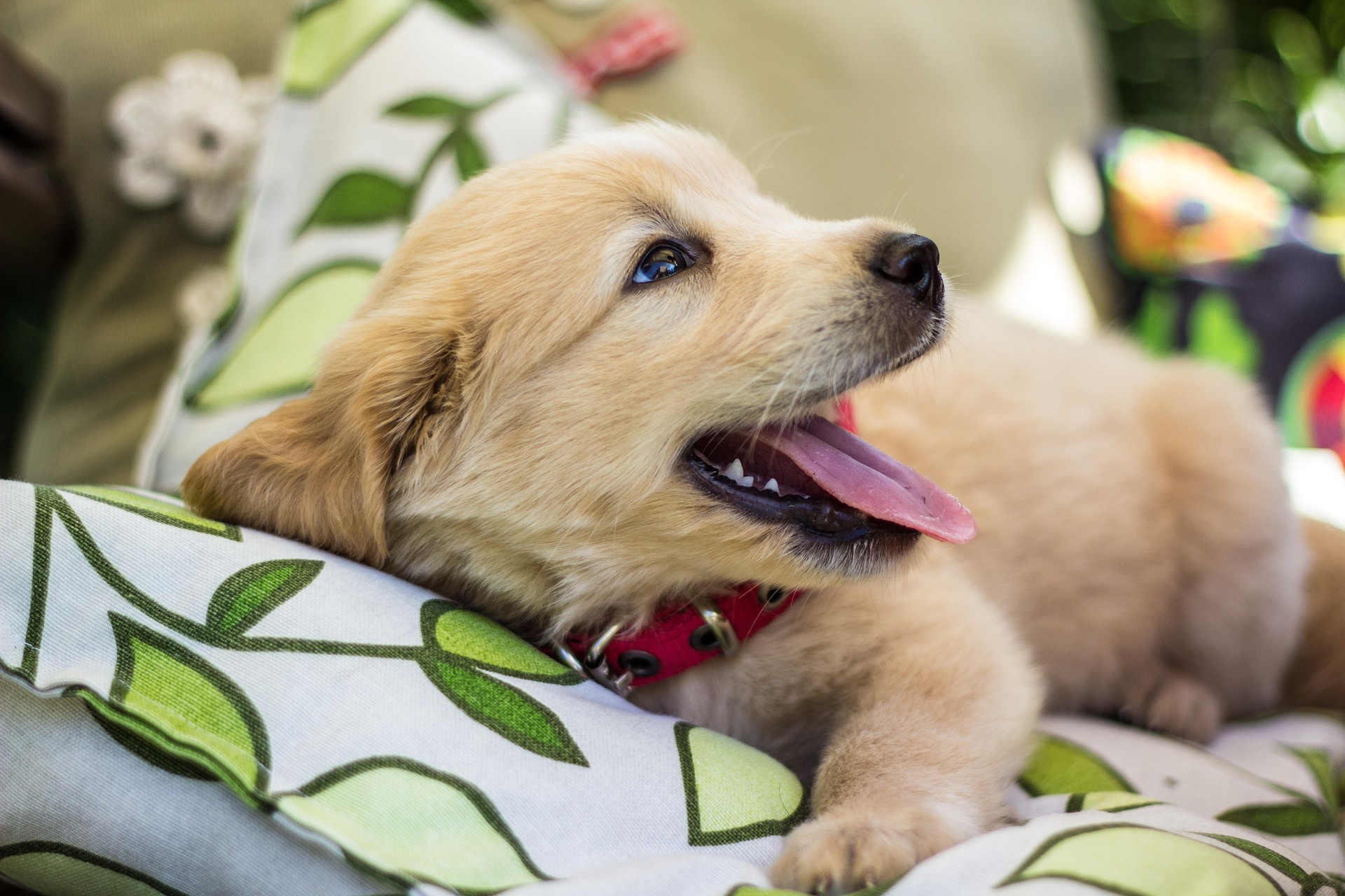 Golden Retriever Puppy 1